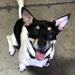 Milo- full of smiles Milo- full of smiles
