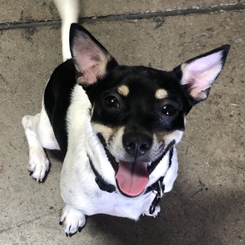 Stitch Upholstery - Milo- full of smiles - Furniture Reupholstery Near Me - Tempe, Arizona Stitch Upholstery - Milo- full of smiles - Furniture Reupholstery Near Me - Tempe, Arizona