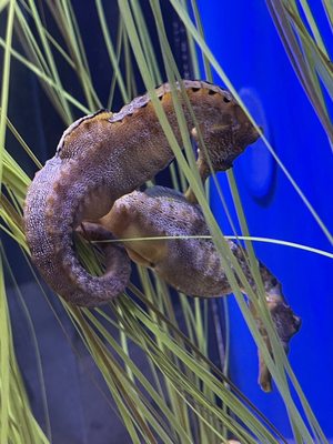 Santa Barbara Museum of Natural History Sea Center by null