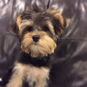 Petco - This is what Doogie looked like when I took him in to get groomed - Pet Stores Near Me - Las Vegas, Nevada Petco - This is what Doogie looked like when I took him in to get groomed - Pet Stores Near Me - Las Vegas, Nevada