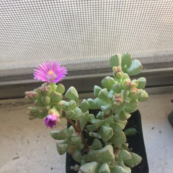 Nick's Nursery - I love this tiny chunky succulent. It's flowers are wonderful! - Nurseries & Gardening Near Me - Sun Valley, California