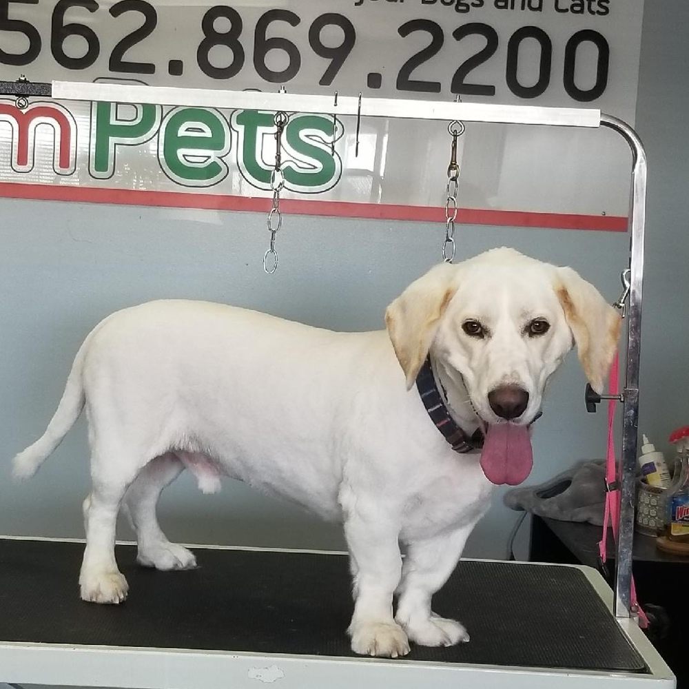 We Groom Pets - Pet Groomers Near Me - Downey, California We Groom Pets - Pet Groomers Near Me - Downey, California