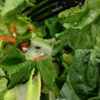 Lassen & Hennigs - Found this little guy (fly in my prepackaged greek salad) Purchased on 9/22/15. I was half way done eating and found this toward the bottom. - Delis Near Me - Brooklyn, New York Lassen & Hennigs - Found this little guy (fly in my prepackaged greek salad) Purchased on 9/22/15. I was half way done eating and found this toward the bottom. - Delis Near Me - Brooklyn, New York