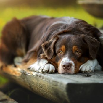 High Desert Aussie - Pet Breeders Near Me - Bend, Oregon