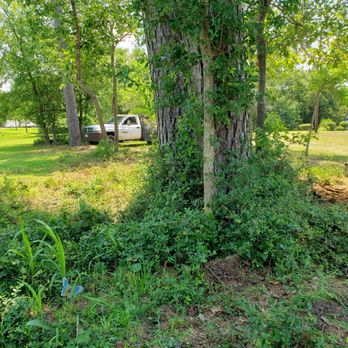 TREES INCLUDED - Tree Services Near Me TREES INCLUDED - Tree Services Near Me