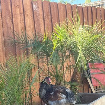 Moon Valley Nurseries - Palm trees - Nurseries & Gardening Near Me - La Verne, California Moon Valley Nurseries - Palm trees - Nurseries & Gardening Near Me - La Verne, California