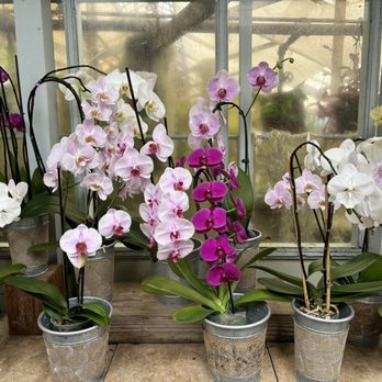 Shelldance Orchid Gardens - Nurseries & Gardening Near Me - Pacifica, California Shelldance Orchid Gardens - Nurseries & Gardening Near Me - Pacifica, California