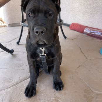 Bark Busters - Kane - Pet Training Near Me - Henderson, Nevada Bark Busters - Kane - Pet Training Near Me - Henderson, Nevada