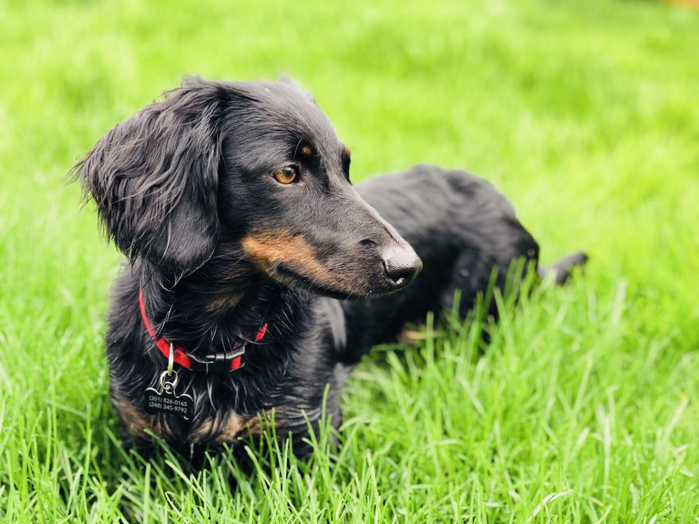 West Hills Animal Hospital 24hr Emergency Center 71 Photos 153 Reviews Veterinarians 800 W Jericho Tpke Huntington Ny Phone Number