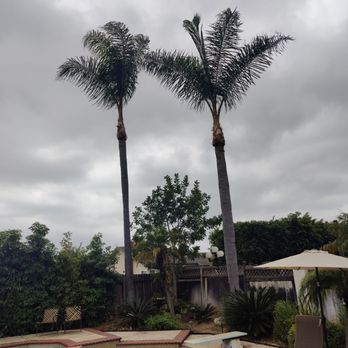 Marcelo Tree Services - Trimmed palms - Tree Services Near Me Marcelo Tree Services - Trimmed palms - Tree Services Near Me