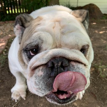 Pawdicure - Pet Groomers Near Me - Tulsa, Oklahoma Pawdicure - Pet Groomers Near Me - Tulsa, Oklahoma