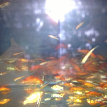 Dead Feeder Fish At Bastrop Petco The Day After They Were