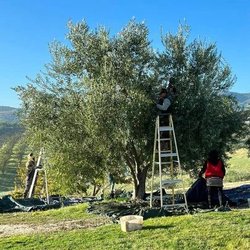 Marcum Olive Oil - Marcum Olive Harvest 2023. Award winning EVOO. Hand picked, first cold pressed w/in 4-5 hours ensues the highest quality of olive oil