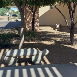Scottsdale Public Library - Mustang Library - Cute animal benches!