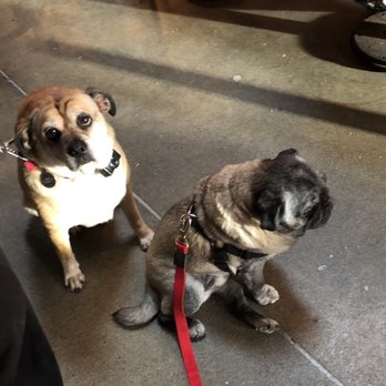 Burgeon Beer Co - A pug and a half. - Breweries Near Me - Carlsbad, California