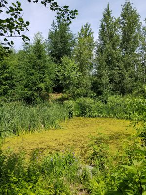 Corktown Common by null