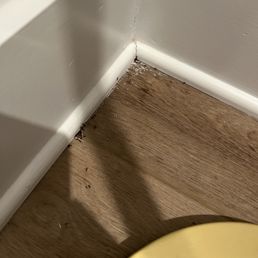Ants everywhere