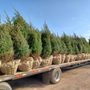 Photo of Smitty's Nursery & Landscape