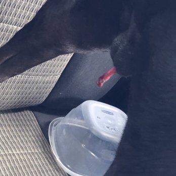 Texas Litter Control - Post surgery complications from my dog's surgery - caused by a poor stitch job and bad sutures. - Veterinarians Near Me - Spring, Texas Texas Litter Control - Post surgery complications from my dog's surgery - caused by a poor stitch job and bad sutures. - Veterinarians Near Me - Spring, Texas