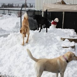 Paw Prints Doggy Daycare & Grooming