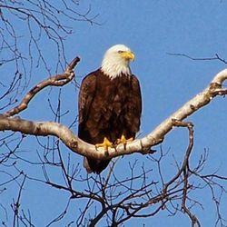 Anchorage Provincial Park & Campground - We have one of the oldest National Bird Sanctuaries - over 350 birds have bred at least once here on Grand Manan Island