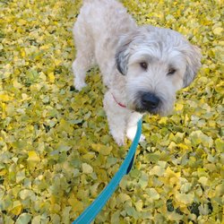Cream City Critters, LLC