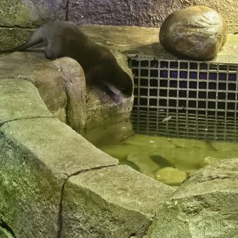 SeaQuest - Lynchburg - Aquariums Near Me - Lynchburg, Virginia