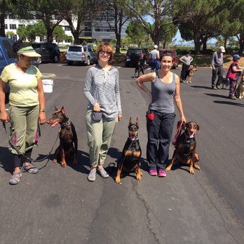 K9 Comrades - The Dobies came out to play - Pet Training Near Me