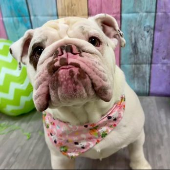 Bark Avenue Omaha - It's an Easter party! - Pet Groomers Near Me - Omaha, Nebraska Bark Avenue Omaha - It's an Easter party! - Pet Groomers Near Me - Omaha, Nebraska