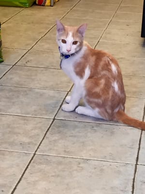 pet market in broadway