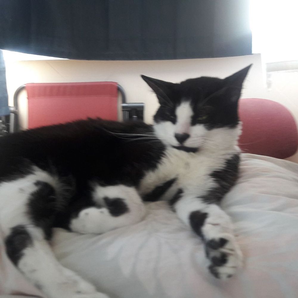 Mueller Animal Hospital - Another pic of my boy Frankie chilling on a feather down pillow! - Veterinarians Near Me - Hialeah, Florida