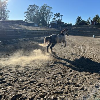 City Stables - My horse pops a wheelie in the large arena. - Horseback Riding Near Me - Oakland, California City Stables - My horse pops a wheelie in the large arena. - Horseback Riding Near Me - Oakland, California