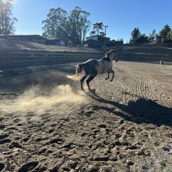 City Stables - My horse pops a wheelie in the large arena.
