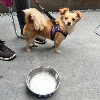 Del Lusso - Dog Friendly Patio - Pizza Near Me - Carlsbad, California Del Lusso - Dog Friendly Patio - Pizza Near Me - Carlsbad, California