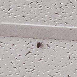 Just one of many house flies