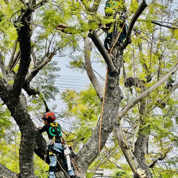 Cali Green Tree Experts - The Artists: Christian's & Jose - Tree Services Near Me