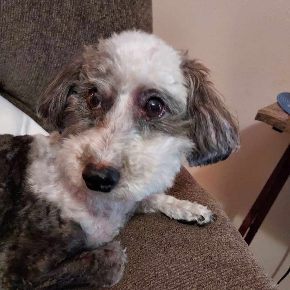 Vanity Fur - This is a picture of my cricket. He loves his groomer and does a fantastic job's. - Pet Groomers Near Me