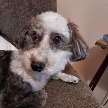 Vanity Fur - This is a picture of my cricket. He loves his groomer and does a fantastic job's. - Pet Groomers Near Me Vanity Fur - This is a picture of my cricket. He loves his groomer and does a fantastic job's. - Pet Groomers Near Me