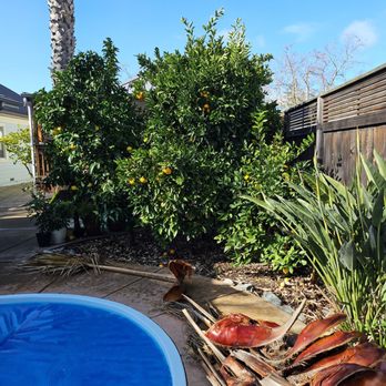 HMC Landscaping - Area around citrus trees and pool before. Messy - Landscaping Near Me