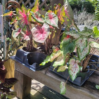 The Station on Kings - Beautiful caladiums, these are my favorite the Heart of Jesus on the left, and strawberry star on the right. - Cafes Near Me - Lewes, Delaware The Station on Kings - Beautiful caladiums, these are my favorite the Heart of Jesus on the left, and strawberry star on the right. - Cafes Near Me - Lewes, Delaware