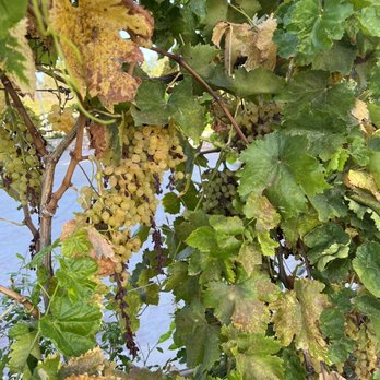 Grapeline Wine Tours - N grapes - Wine Tours Near Me - Temecula, California Grapeline Wine Tours - N grapes - Wine Tours Near Me - Temecula, California