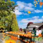 Photo of Edwards Apple Orchard