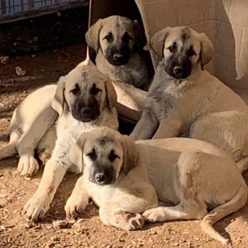 Bewarewolf Kennels - Pet Breeders Near Me - Mesa, Arizona