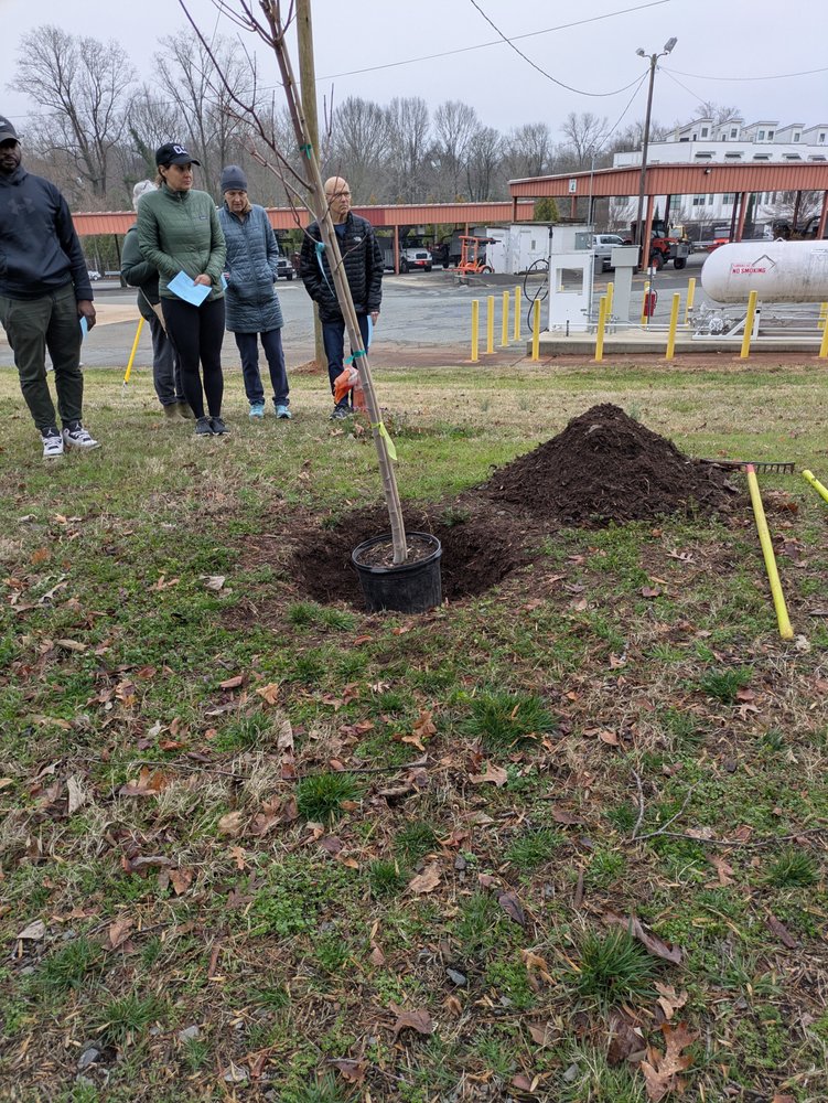 Trees Charlotte - tree service in Charlotte, NC