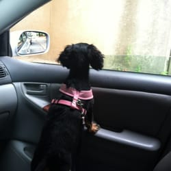 Walk-Ur-dog