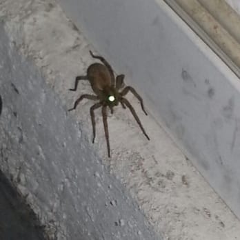 Prescott Exterminating - Wolf spider - Pest Control Near Me Prescott Exterminating - Wolf spider - Pest Control Near Me