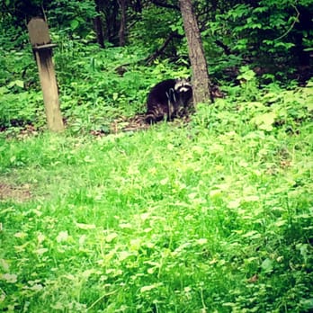 Symmes Township Park - Saw this Little King Trashmouth out in broad daylight! Nature is great - Dog Parks Near Me - Loveland, Ohio Symmes Township Park - Saw this Little King Trashmouth out in broad daylight! Nature is great - Dog Parks Near Me - Loveland, Ohio