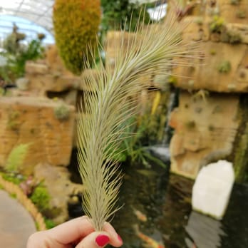 Rainforest Flora - Nurseries & Gardening Near Me - Torrance, California Rainforest Flora - Nurseries & Gardening Near Me - Torrance, California