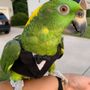 Photo of Lydia's Pet Grooming