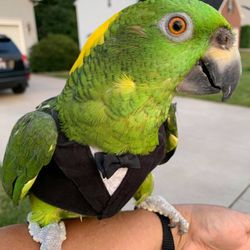 Lydia's Pet Grooming